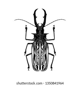 Black and white sketch. Insect beetle isolated on white background. Realistic drawing bug. Vector illustration.