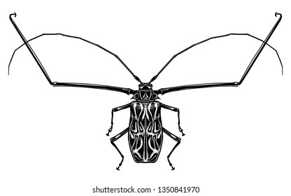 Black and white sketch. Insect beetle isolated on white background. Realistic drawing bug. Vector illustration.