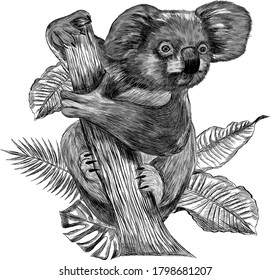 black and white sketch Koala bear sitting on a branch with palm leaves