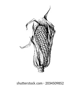A black and white sketch like this corn is a great decoration for any purpose.