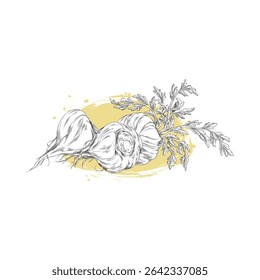 Black and white sketch of maca roots with and without leaves on yellow watercolor brush stroke. Peruvian superfood. Organic plant. For medical and botanical themes. Hand drawn vector illustration.