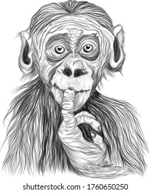 black and white sketch the monkey is a fun little vector illustration print