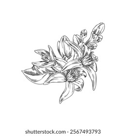 Black and white sketch of neroli flowers and leaves in vector illustration. Outline drawing of botanical plant. Orange tree branch on isolated background. Perfect for decor or design.