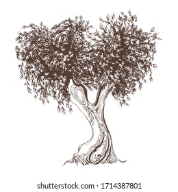 Black and white sketch of an olive tree. Vector graphics of an old tree isolated on a white background.