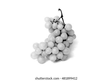 Black and white sketch painting bunches of grapes. Black and white