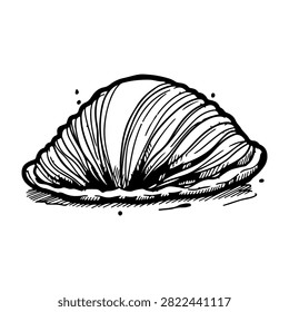Black and white sketch of a seashell showcasing intricate lines and textured surface details, emphasizing natural marine beauty and shell patterns.