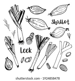 Black and white sketch of shallots and leeks on white background. Vector illustration.  - Shutterstock ID 1924858478