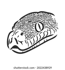 Black and white sketch of a snake snake python vector sketch