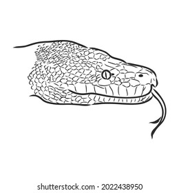 Black and white sketch of a snake snake python vector sketch