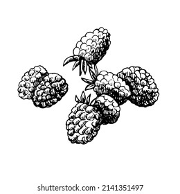 Black and white sketch of some raspberries on a white background. Vector hand drawn illustration. Vintage sketch element for labels, packaging and cards design.