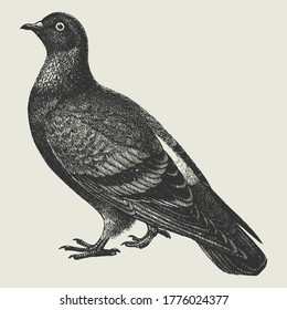 Black and White Sketch of a Vintage English Pigeon Vector