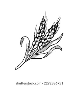 Black and white sketch of wheat grain hand drawn. Isolated on white background.
