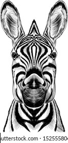 black and white sketch Zebra realism vector