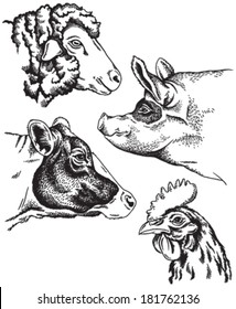 Black and white sketches of four farm animal's faces: sheep, chicken, pig and cow. Vector portraits.