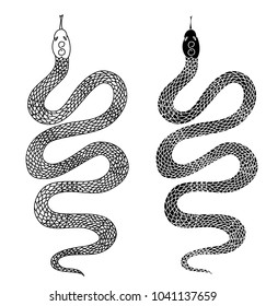black and white snake vector.Lampropeltis triangulum vector.Sticker and hand drawn snake for tattoo.Red snake Reptile on white background.