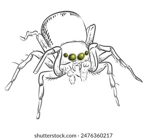 A black and white spider with beautiful eyes and furry legs. Vector isolated image of an arthropod insect