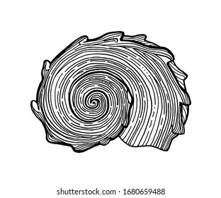 Black and white spiral seashell. Hand drawn outline contour vector illustration of underwater shell. Nautical element isolated on white background for cards, logo, decoration, coloring books, print