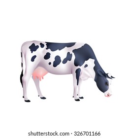 Black and white spotted cow lowered its head isolated on white background realistic vector illustration