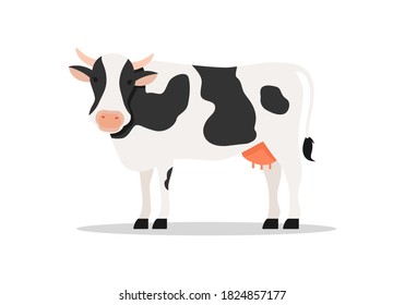 Vaca manchada de blanco y negro. Ilustración vectorial en el fondo blanco, vaca vectorial de dibujos animados aislada en fondo blanco