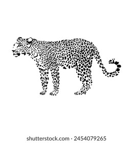 Black and white spotted leopard vector graphics isolated illustration.