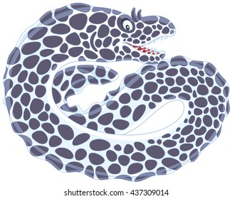 Black and white spotted moray 