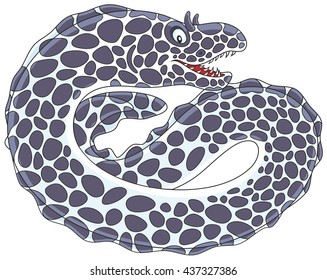 Black and white spotted moray 