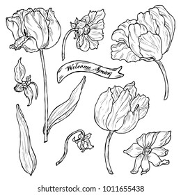 Black and white spring flower collection in vector