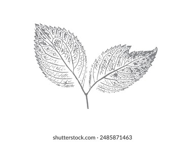 Impresión de sello en blanco y negro de una hoja o planta con textura orgánica. Impresión de hoja aislada para arte floral o patrón.