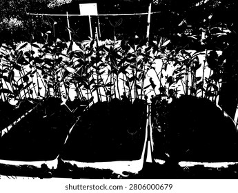 Black and white stencil illustration of Rhizophore mangle mangrove seedlings in nursery polybags. Monochrome high contrast vector pattern of coastal ecology saplings graphic.