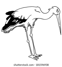 black and white stork illustration