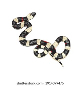 black and white striped snake 