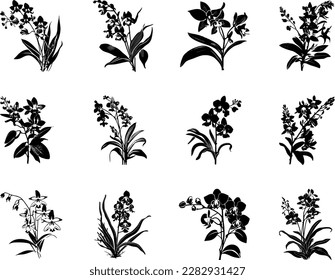 Ilustración vectorial estilizada en blanco y negro de diferentes tipos de orquídeas.