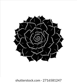 Vetor vegetal suculento preto e branco. Projeto gráfico Echeveria rosette. Silhueta de planta de deserto para temas de jardim, projetos de natureza e elementos decorativos.