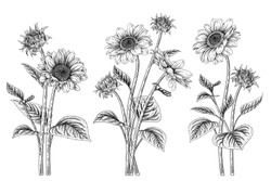 Black And White Sunflower Botanical Illustration. Vintage Floral Clip Art Hand Drawn Group. Flowers Drawing And Sketch With Line-art Isolated On White Background.
