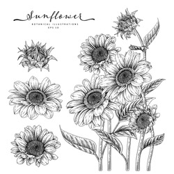 Black And White Sunflower Botanical Illustration. Vintage Floral Clip Art Hand Drawn Group. Flowers Drawing And Sketch With Line-art Isolated On White Background.
