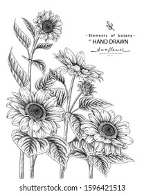 Black and white sunflower botanical illustration. Vintage floral clip art hand drawn group. Flowers drawing and sketch with line-art Isolated on white background.
