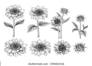 Black and white sunflower botanical illustration. Vintage floral clip art hand drawn group. Flowers drawing and sketch with line-art Isolated on white background.
