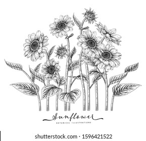 Black and white sunflower botanical illustration. Vintage floral clip art hand drawn group. Flowers drawing and sketch with line-art Isolated on white background.
