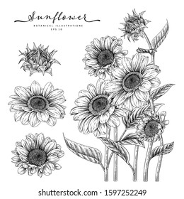 Black And White Sunflower Botanical Illustration. Vintage Floral Clip Art Hand Drawn Group. Flowers Drawing And Sketch With Line-art Isolated On White Background.
