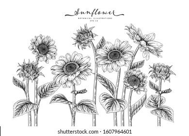 Black And White Sunflower Botanical Illustration. Vintage Floral Clip Art Hand Drawn Group. Flowers Drawing And Sketch With Line-art Isolated On White Background.
