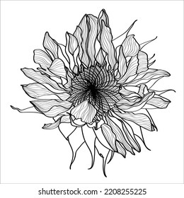 Black, white sunflower botanical illustration. Vintage floral clip art, hand drawn. Flowers drawing and sketch with line-art Isolated on white background.