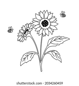 Black and white sunflower and cute honey bee. Outline botanical hand drawn illustration isolated on white background.