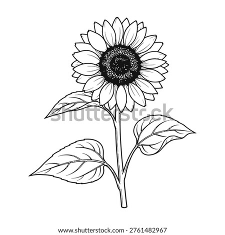 Black and white sunflower with leaves on white background