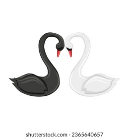 black and white swans lean heads toward each other