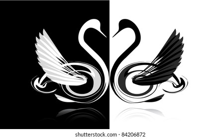 Black and white swans in love