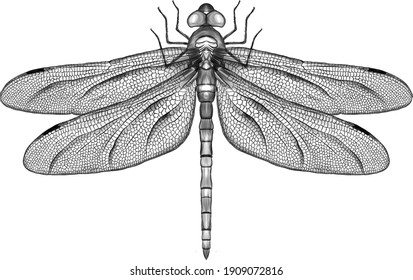 black and white symmetrical dragonfly with delicate wings vector illustration