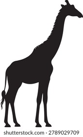 A black and white of a tall giraffe standing in profile, isolated on a white background, mammal desi