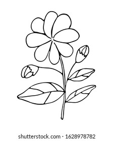 Black and white tea herb isolated on white background. Vector stock illustration. Hand drawing doodle jasmine flower.