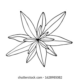 Black and white tea herb isolated on white background. Vector stock illustration. Hand drawing outline verbena plant.
