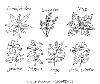 Black And White Tea Herbs Set Isolated On White Background. Vector Stock Illustration. Hand Drawing Outline Lavender, Mint, Verbena, Jasmine, Stevia, Sage And Viola Tricolor.